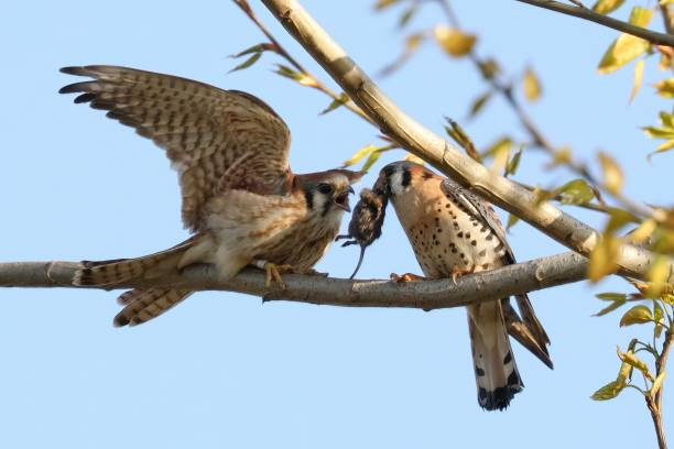 American Kestrel