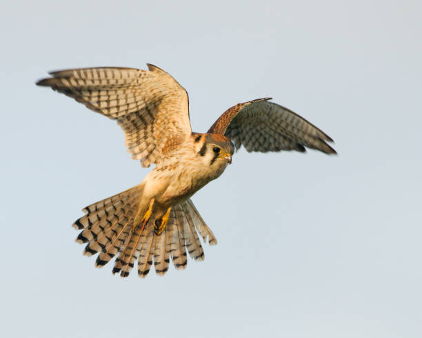 American Kestrel