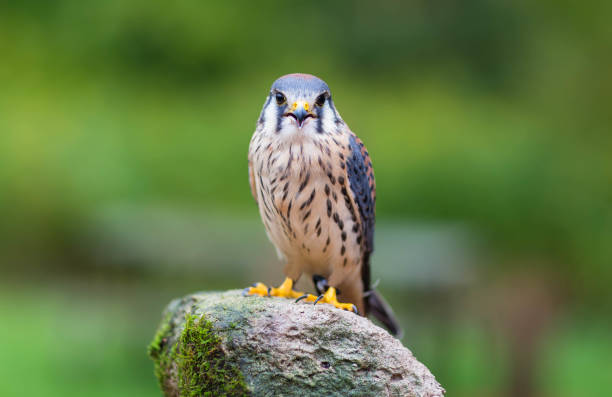American Kestrel5