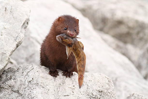 American Mink