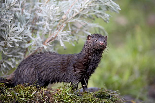 American Mink2