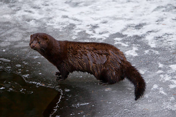 American Mink4