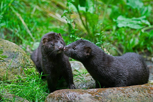 American Mink5