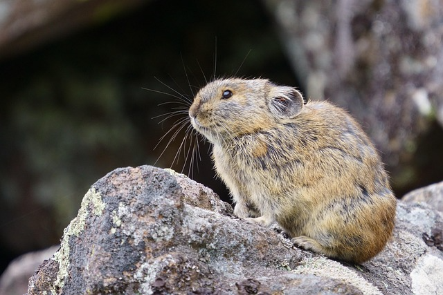 American Pika 1
