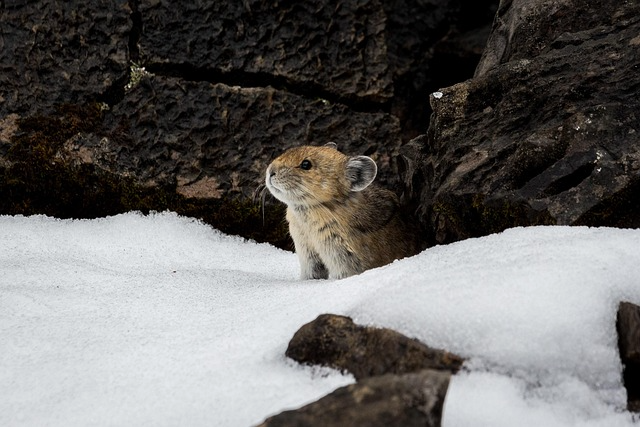 American Pika2