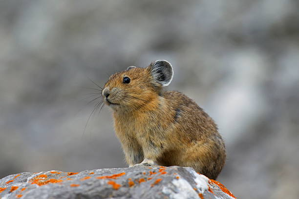 American Pika4