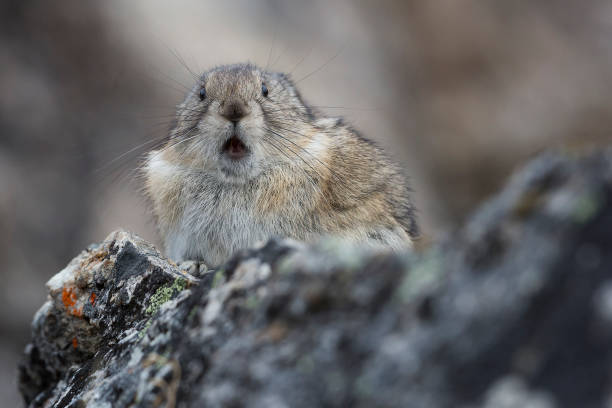 American Pika5