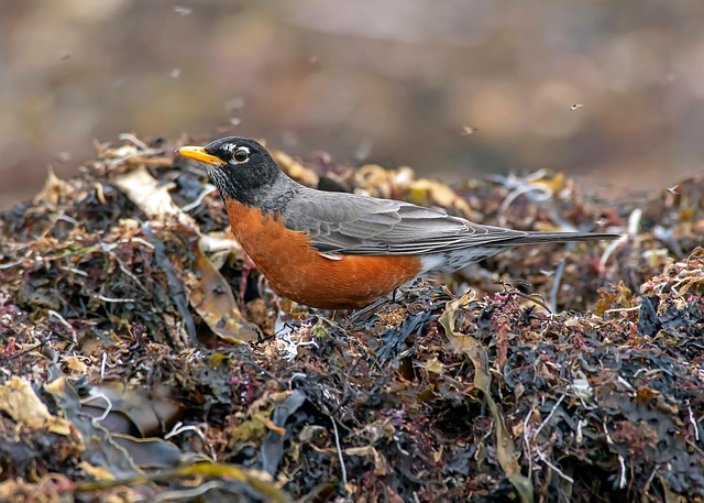 American Robin2 1