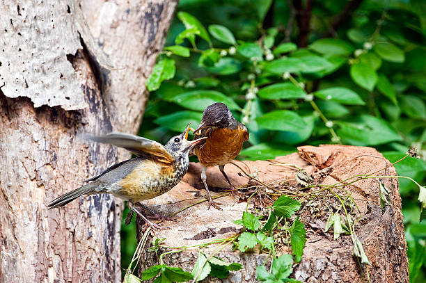 American Robin3