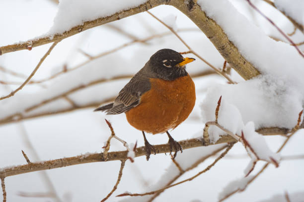 American Robin4