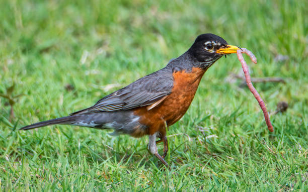 American Robin5