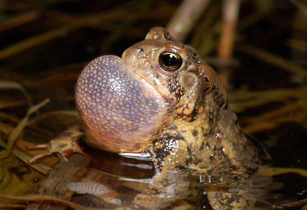 American Toad2