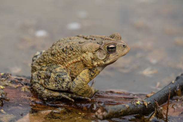 American Toad3