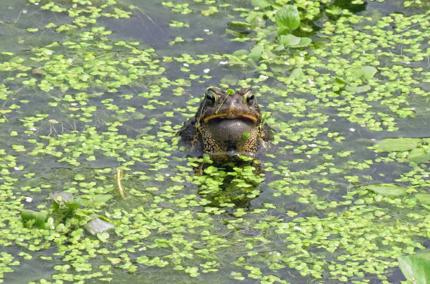 American Toad4