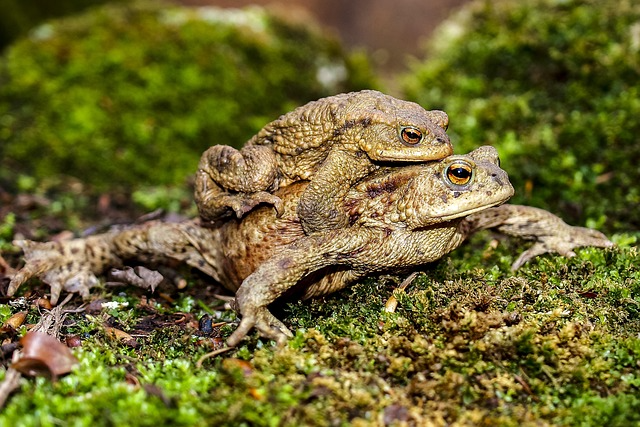 American Toad5