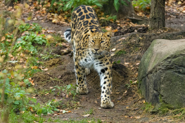 Amur Leopard