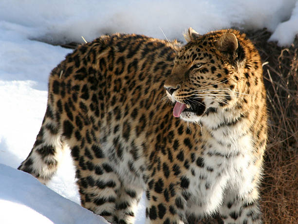 Amur Leopard2