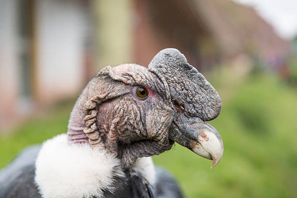 Andean Condor