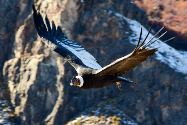 Andean Condor2