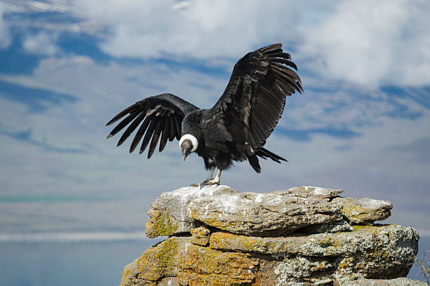 Andean Condor3