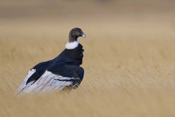 Andean Condor5