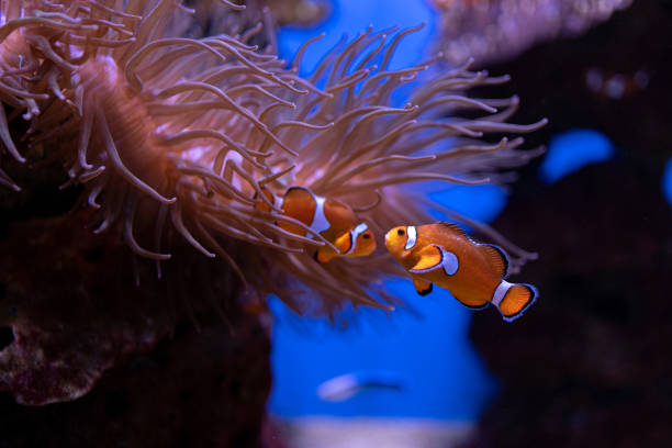 Anemonefish 3