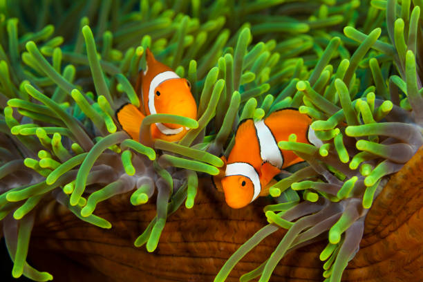 Anemonefish4