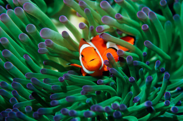 Anemonefish5