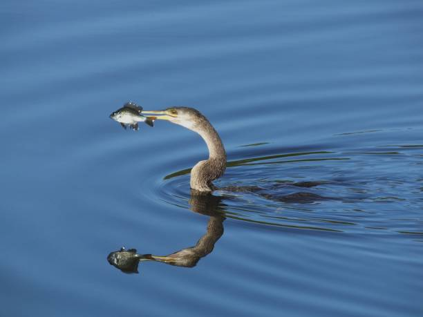 Anhinga 4