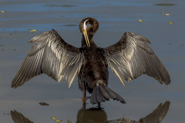 Anhinga