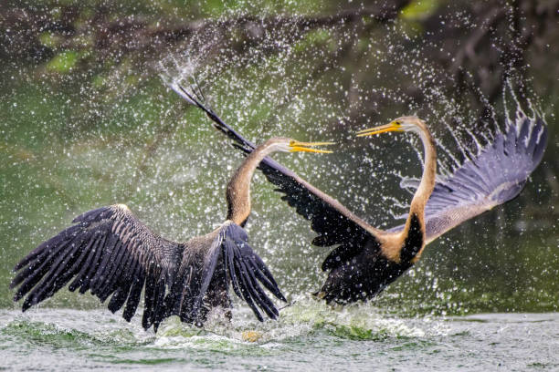 Anhinga3