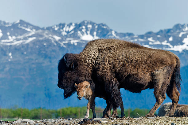 Wood Bison