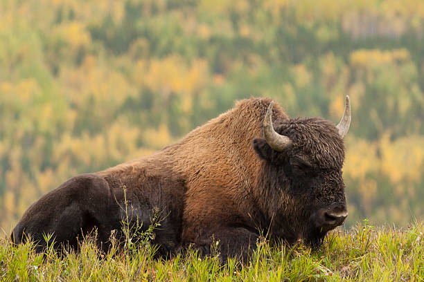 Wood Bison3