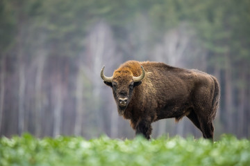 Wood Bison4