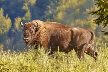 Wood Bison5
