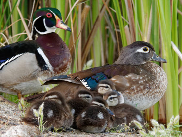Wood Duck