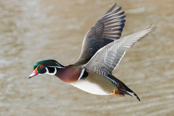 Wood Duck3