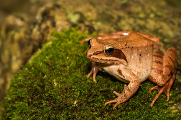 Wood Frog2
