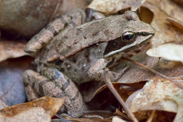 Wood Frog4 1