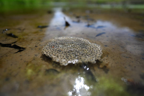 Wood Frog5