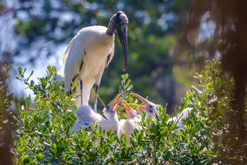 Wood Stork