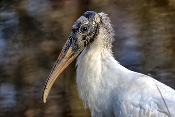 Wood Stork2