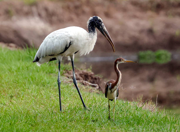 Wood Stork3