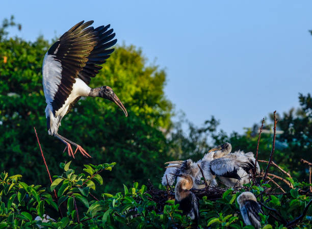Wood Stork4