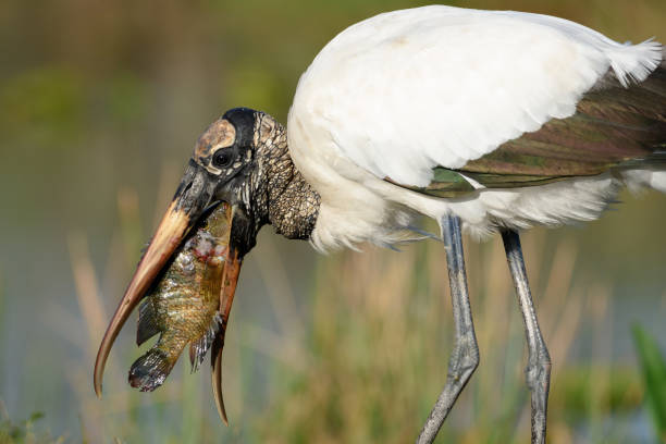 Wood Stork6