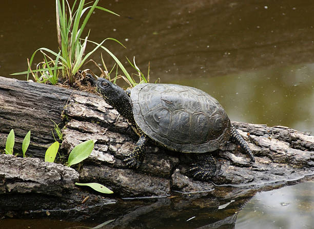 Wood Turtle