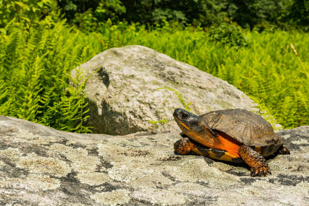 Wood Turtle6