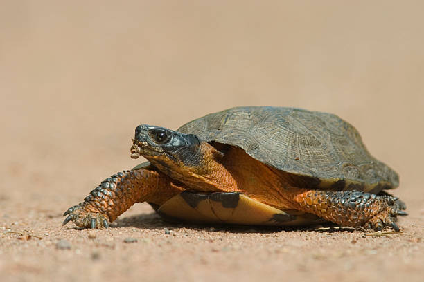 Wood Turtle7
