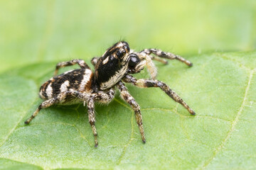 Zebra Spider2