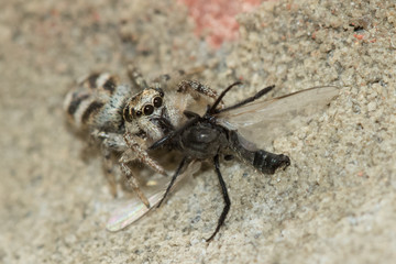Zebra Spider3